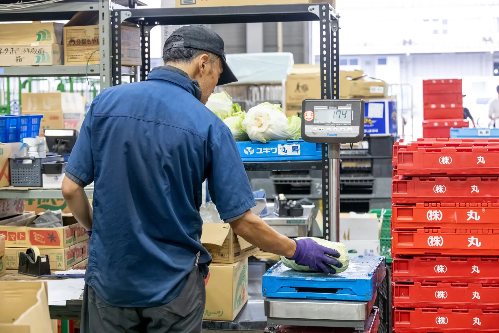 Staff member weighing cabbage on a scale