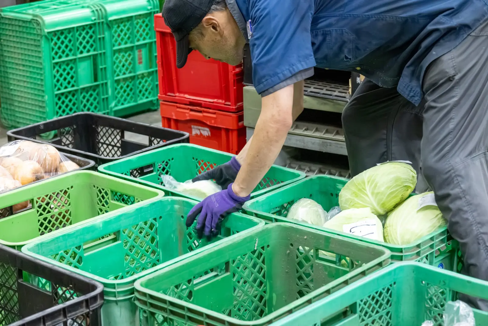 Staff member sorting cabbages into containers